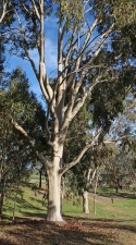 Baum Eukalyptus